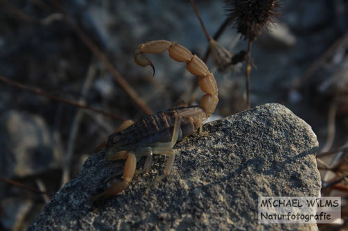 Gelber Skorpion (Mesobuthus gibbosus)