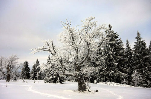 Winterpauschale