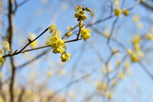 yellow flowers in Japan,picture