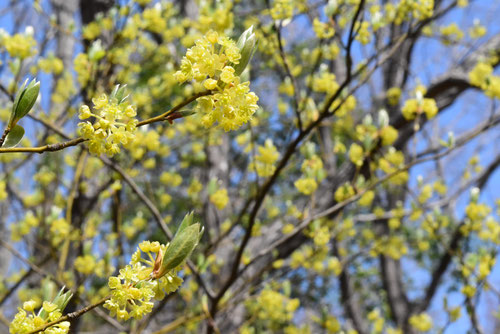 varieties of yellow flowers