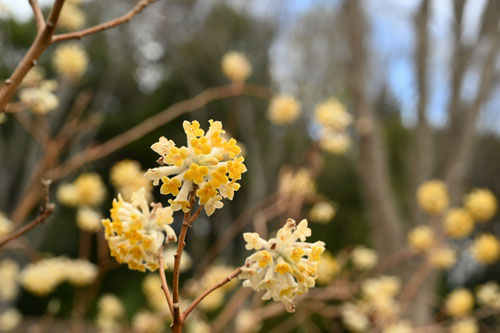 黄色い花が咲く樹木