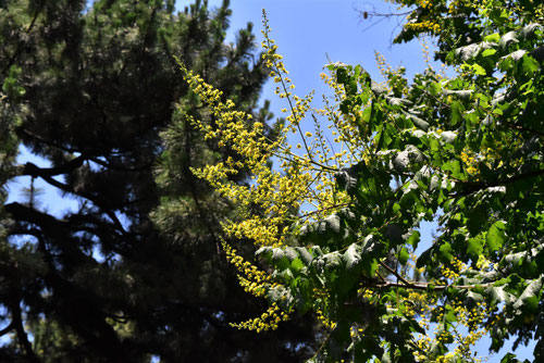 高い木 花 イエロー