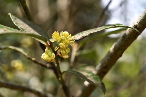 yellow flowers in Japan