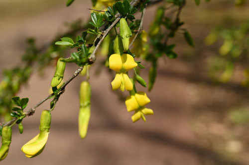 きろい花がさく木