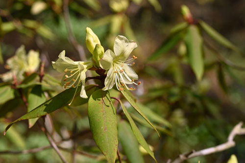 ヒカゲツツジ