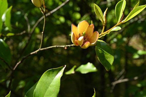 yellow flowers in Japan