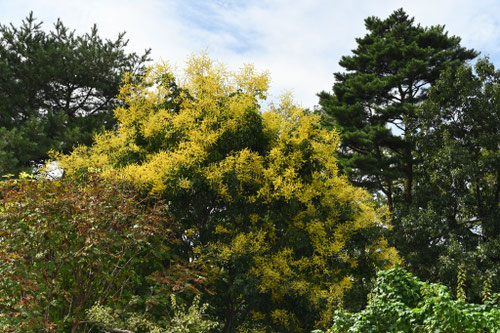 高い木 花 イエロー
