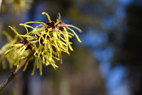 yellow flowers blooming in Japan