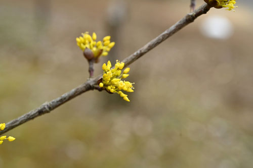 黄色い花が咲く木の名前