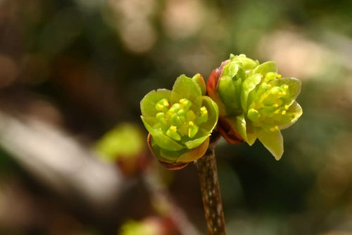 yellow flowers in Japan