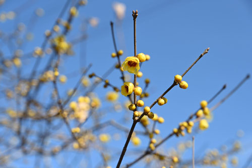 黄色 庭木 図鑑