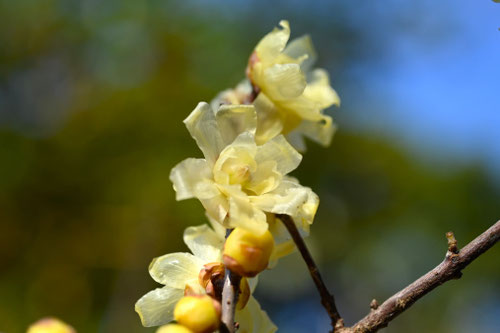 黄色 庭木 図鑑