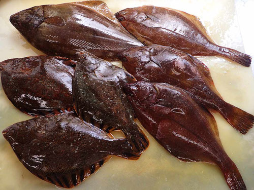 羅臼　高級魚