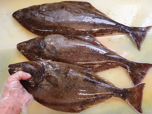 羅臼　未利用魚
