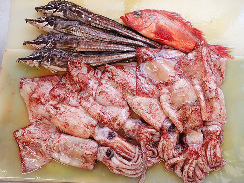 知床 羅臼 未利用魚