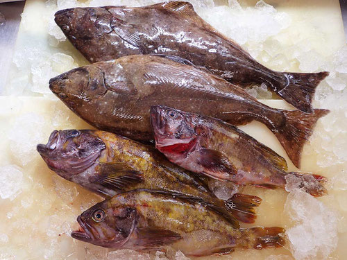 北海道の羅臼町から美味しい地魚が届きました。オヒョウとアオゾイとても美味しい魚です！