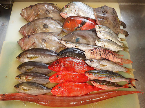 五島列島の魚　未利用魚