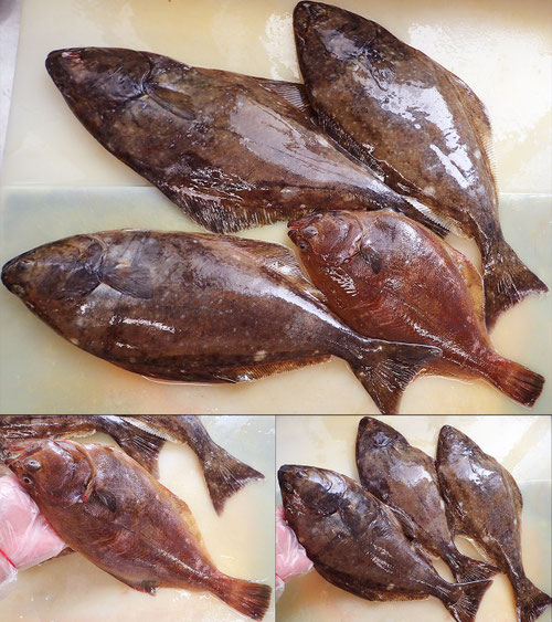 高級魚の寿司 出前 渋谷区