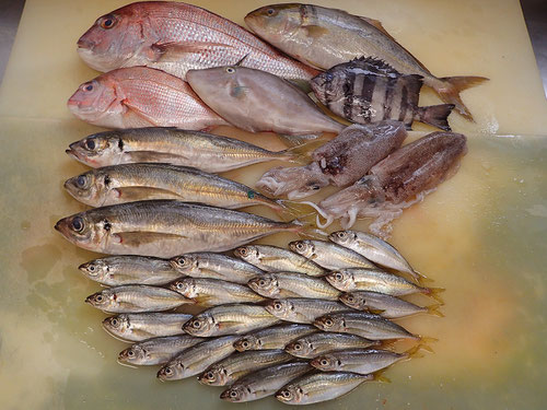 秋田県の男鹿から届いた新鮮な天然地魚です。漁師さんから直接仕入ているのでとても新鮮です