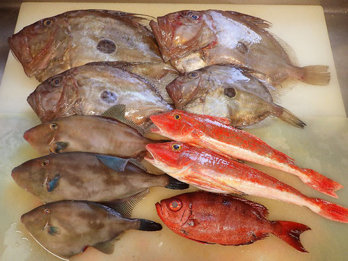 SDGs　未利用魚　有効活用