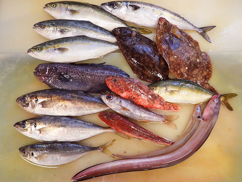 高級寿司　出前