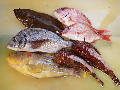 伊勢湾　天然地魚