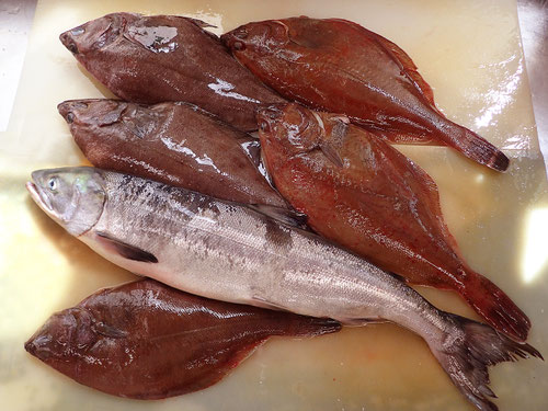 知床 羅臼 未利用魚