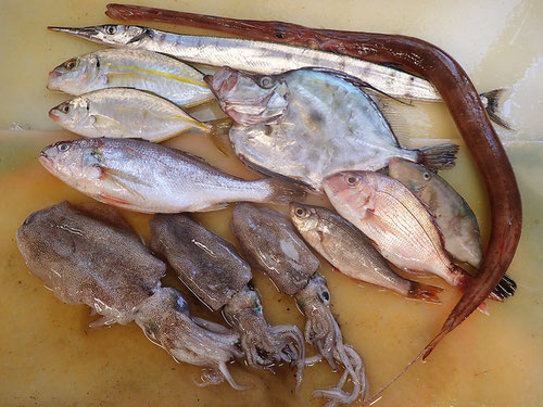 大船渡　未利用魚
