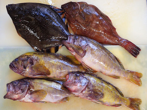 最高級の魚　出前