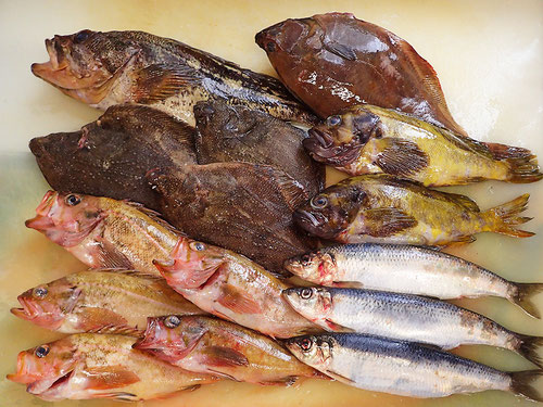 羅臼の魚　未利用魚
