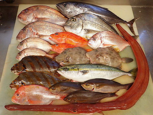 五島列島の魚　未利用魚