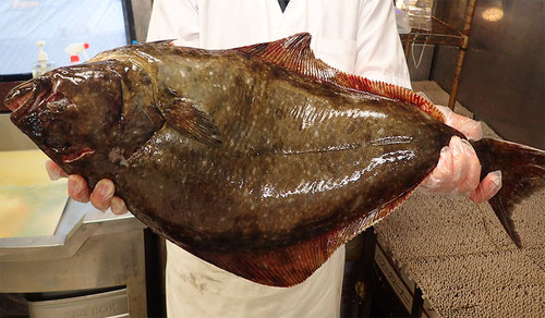 羅臼町　魚　漁業