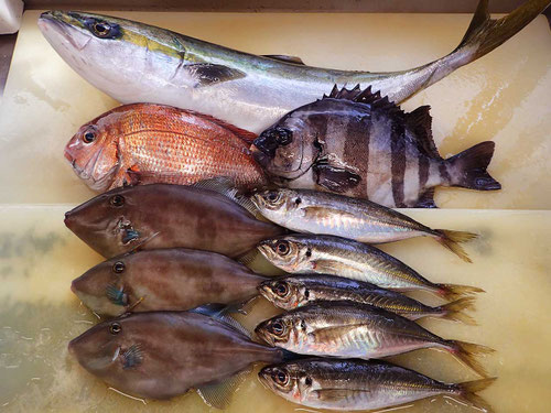 男鹿の魚　産地直送地魚
