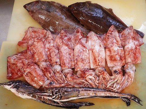 高級寿司 羅臼 未利用魚