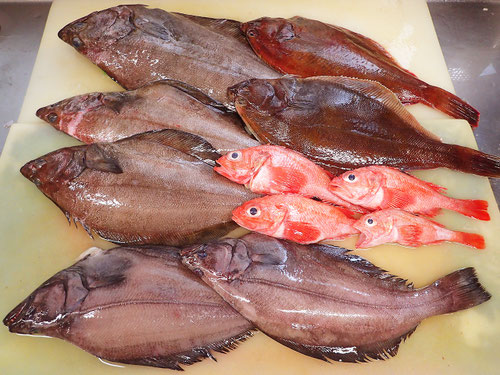 羅臼の高級魚届きました。