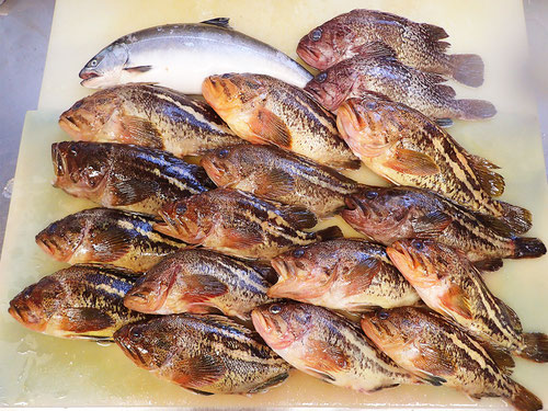 高級魚　寿司