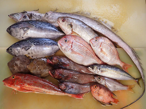 大船渡　未利用魚