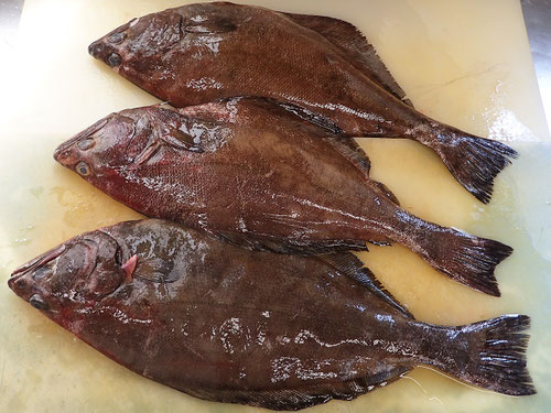 羅臼町 魚 漁業