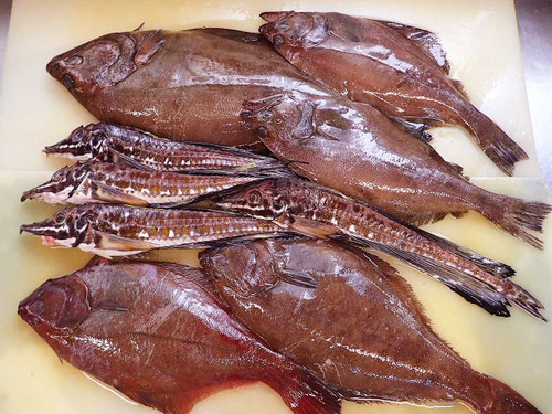 羅臼　未利用魚