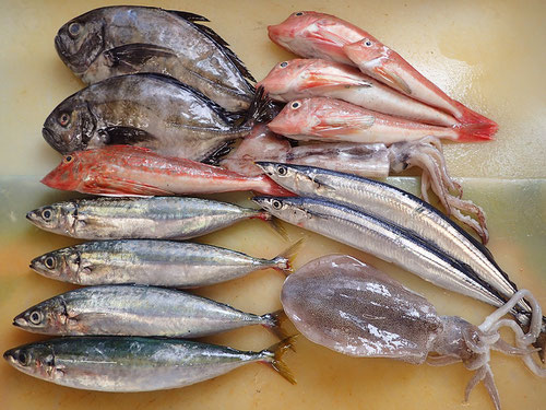 大船渡　未利用魚