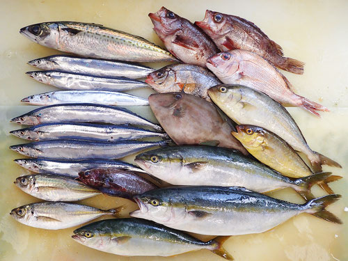 大船渡から届いた魚　新鮮な魚です