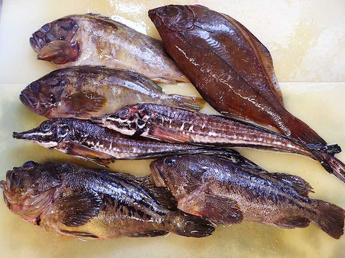 羅臼　高級魚