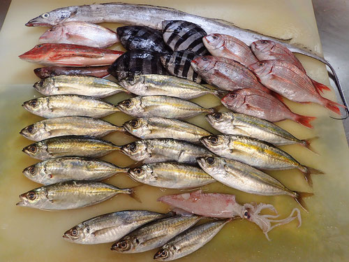 大船渡から新鮮な地魚が届きました、産地直送の美味しい魚です！