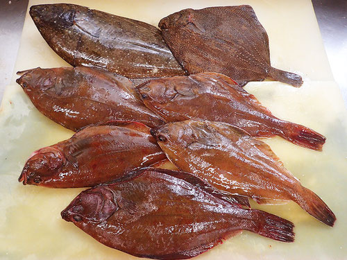 羅臼　未利用魚