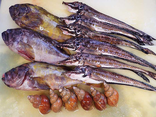 羅臼　高級魚