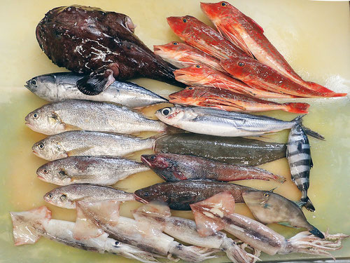 大船渡　未利用魚