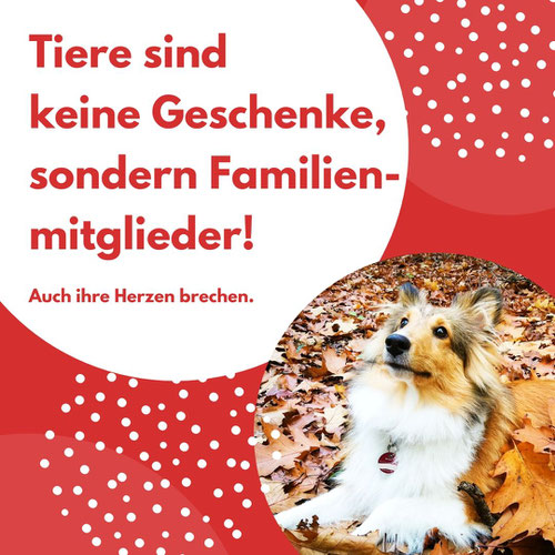 Tiere sind keine Weihnachtsgeschenke, Ich biete Textdienstleistungen für Selbstständige und Freiberufler