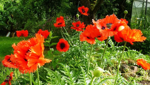 Roter Mohn. Copyright: Ilona M. Schütt, www.basenfasten-hamburg.net