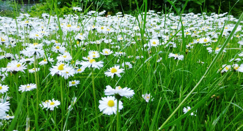 Gänseblümchen (Tausendschön), Copyright: Ilona M. Schütt, www.basenfasten-hamburg.net