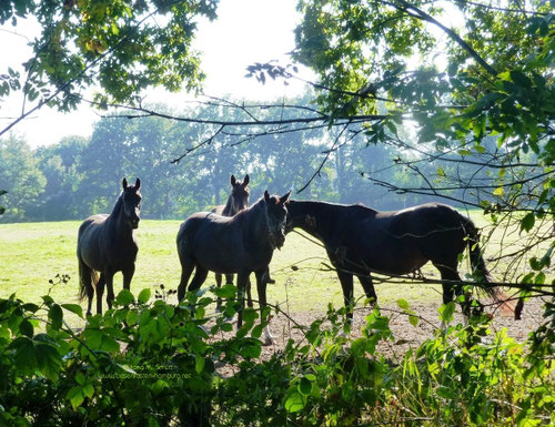 Pferde in Ammersbek-Hoisbüttel, Copyright: Ilona M. Schütt, www.basenfasten-hamburg.net